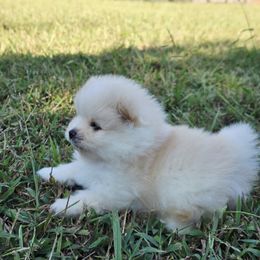 Pomeranian Puppies from Ruby's Pomeranians