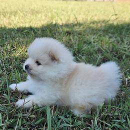Pomeranian Puppies from Ruby's Pomeranians