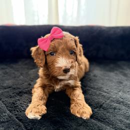 Tinsel - Red female Australian Labradoodle puppy in Summerfield, North Carolina from Four Oaks Labradoodles