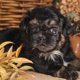 Bijou - Black and white female Shichon puppy in Pennsylvania from Manor Hills Shih Tzus