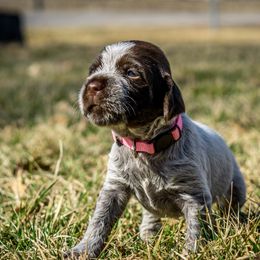 Wirehaired Pointing Griffon Puppies from Black Watch Griffons