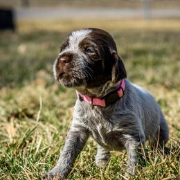 Wirehaired Pointing Griffon Puppies from Black Watch Griffons