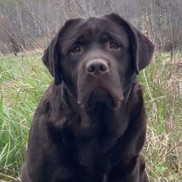 Dahlia  - Labrador Retriever