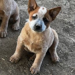 Red female 2 - Red mottled female Australian Cattle Dog puppy in Apollo, Pennsylvania from Circle V Ranch Cattle Dogs