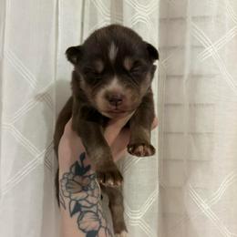 Purple - Red and white female Siberian Husky puppy in Jonesborough, Tennessee from Dry Creek Siberians