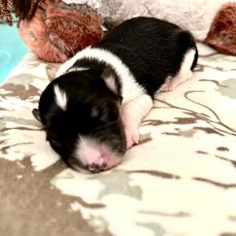 CINCH - Black and tan male American Corgi puppy in Bayard, Nebraska from Puppies by Alies