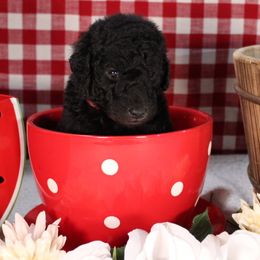 Naan - Silver female Poodle puppy in Peyton, Co, Usa, Colorado from Peyton Poodles