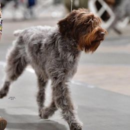 Wirehaired Pointing Griffons from Pine Barren Griffons