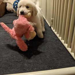Golden Retriever Puppies from Sandy's Golden Pups