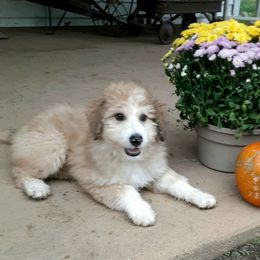Aussiedoodle, Australian Shepherd, and Golden Retriever Puppies from Hope & Joy Acres