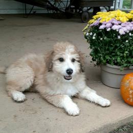 Aussiedoodle, Australian Shepherd, and Golden Retriever Puppies from Hope & Joy Acres