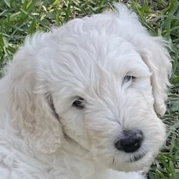 Goldendoodle Puppies from Bianca Bleu Goldendoodles