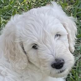 Goldendoodle Puppies from Bianca Bleu Goldendoodles