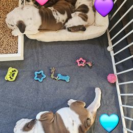 Bulldog puppies from Bullins' Bulldogs