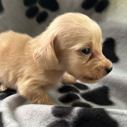 Girl 1 - Cream Dachshund puppy in Abernathys Mill, Georgia from Kiser Creek Dachshunds