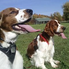 Welsh Springer Spaniels from Withywindle Welsh Springer Spaniels