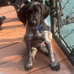 Blue collar female - Black female German Shorthaired Pointer puppy in Rincon, Georgia from South Creek Kennels / SCK Gun Dogs
