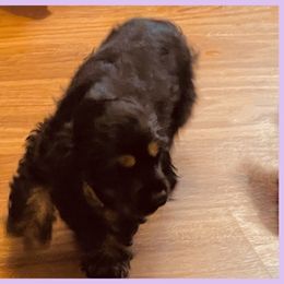 Cocker Spaniel Puppies from Angelic Cocker’s