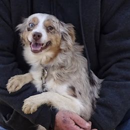 Charlotte - Australian Shepherd