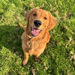 Golden Retriever Puppies from Golden Star Ranch