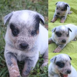Keen - Blue speckled female Australian Cattle Dog puppy in Gatlinburg, Tennessee from Greenbrier
