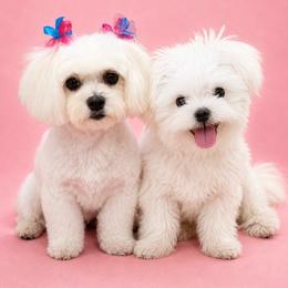 Maltese and Yorkshire Terrier Puppies from Maltese Dollhouse