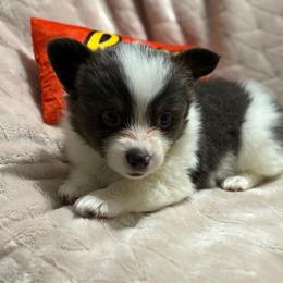 Aspen-full fluffy - Gray and white female American Corgi puppy in Decatur, Texas from Bar S Corgis