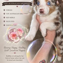 Red Merle female bubbles - Red merle female Toy Australian Shepherd puppy in Spirit Lake, Idaho from North Idaho Aussies