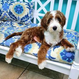 Ego - Goldendoodle