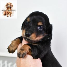Blue collar boy - Black and tan male Dachshund puppy in Empire, Alabama from Heart of Dixie Kennel
