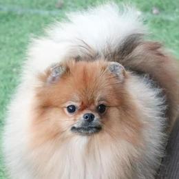 Pomeranians from Velvet-Paws Pomeranians