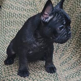 French Bulldog Puppies from Daisy's French Bulldogs