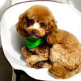Eric - Poodle