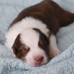 Australian Shepherd Puppies from Indigo Grove Aussies