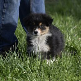 Opal - Black tri-color Australian Shepherd puppy in Croswell, Michigan from Platinum Edition Australian Shepherds
