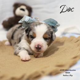 Doc BMM - Blue merle male Miniature Australian Shepherd puppy in Nacogdoches, Texas from TK Standard, Mini, & Toy Aussies