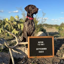 German Shorthaired Pointers from Faith Ranch