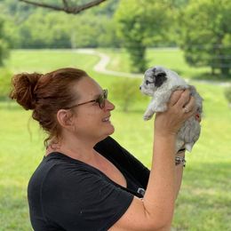 Aussiedoodle, Australian Shepherd, Miniature American Shepherd, and Miniature Australian Shepherd Puppies from Bline's Awesome Aussies