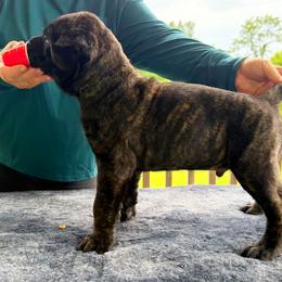 Cane Corso Puppies from CANE CORSO DI DROGHEDA