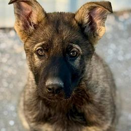Boy 2 - Sable male German Shepherd puppy in Beech Grove, Arkansas from Ze Zadnich lesu