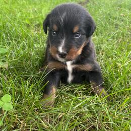 Duncan - Phantom male Bernedoodle puppy in Holden, Missouri from Mid-West Bernedoodles