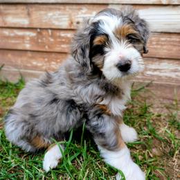 Daffodil - Merle female Bernedoodle puppy in Gilbert, Arizona from San Tan Doodles