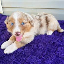 Ollie - Red merle male Australian Shepherd puppy in Charlotte, North Carolina from Awesome Aussies
