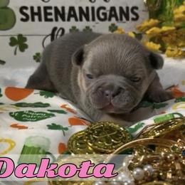 Dakota - Tricolors female French Bulldog puppy in Spokane, Washington from Lilac City Frenchies