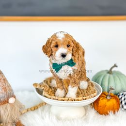 Cider - Red  male Goldendoodle puppy in Cedar City, Utah from Cedar Doodles- Home of the Teddybear Goldendoodle