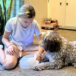 Australian Labradoodle All Grown Up from Heritage Manor Labradoodles (HML)