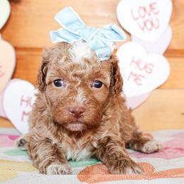 Rosie - Red  female Poodle puppy in Hugo, Oklahoma from Ann R.