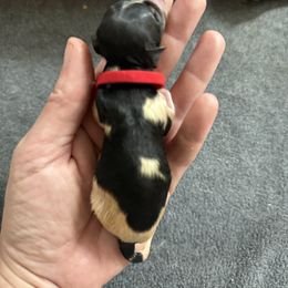 Red boy - Black tan and white male Biewer Terrier puppy in Lebanon, Oregon from SD99Biewers
