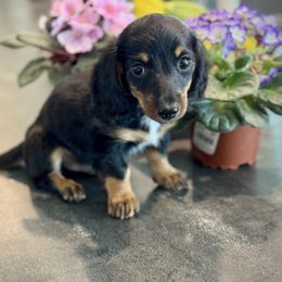 Richie - Black and tan male Dachshund puppy in Aurora, Missouri from Baileys Precious Puppies