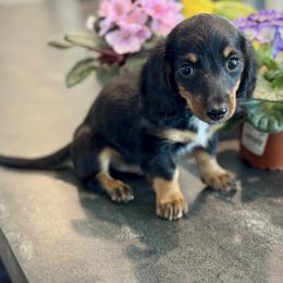 Richie - Black and tan male Dachshund puppy in Aurora, Missouri from Baileys Precious Puppies